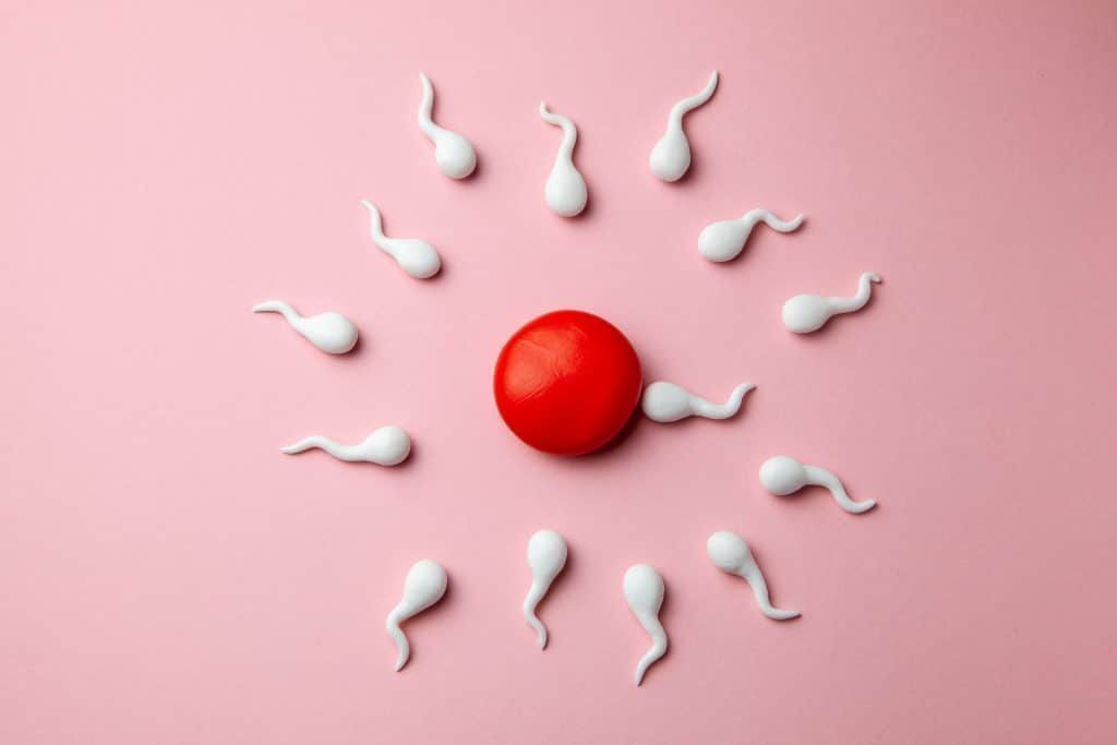 What is the role of ovulation?